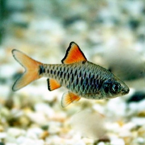 Barbus oligolepis - Barbus à carreaux M